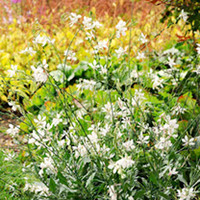 Gaura Plants - Sparkler White Gem