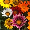 Gazania Plants - Daybreak Mix