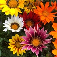 Gazania Plants - Daybreak Mix