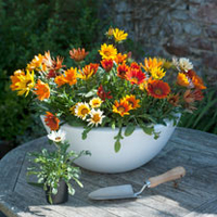Gazania Plants - Daybreak Mix