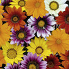Gazania Plants - Daybreak Mix