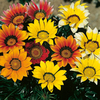Gazania Plants - Daybreak Mix