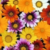 Gazania Plants - Daybreak Mix