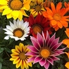 Gazania Plug Plants - Daybreak Mix