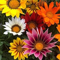 Gazania Plug Plants - Daybreak Mix