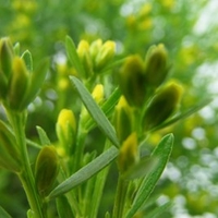 Genista Lydia Plant