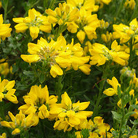 Genista Plant - Hispanica