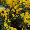 Genista Plant - Lydia