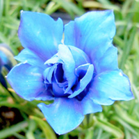 Gentiana Plant - Eugens Allerbester
