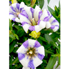 Gentiana Plant - Royal Stripes