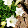 Gentiana Plant - Serenity