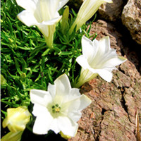 Gentiana Plant - Serenity