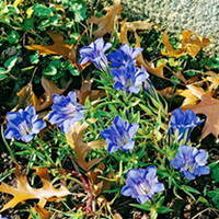 Gentiana Plant - sino-ornata