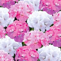 Geranium and Petunia Twin Pack