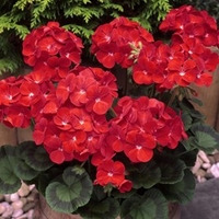 Geranium Best Red