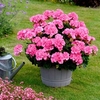 Geranium Big Ezee Plant - Flamingo