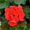Geranium Big Ezee Plants - Neon
