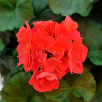 Geranium Big Ezee Plants - Neon