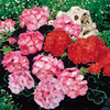 Geranium Black Magic Series - Mixed F1