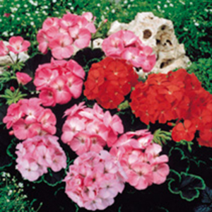 Geranium Black Magic Series - Mixed F1