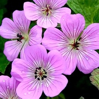 Geranium Bloomtime