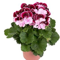 Geranium Elegance Jeanette(P9X3)