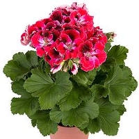 Geranium Elegance Red Velvet(P9X3)