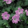 Geranium endressii Plants