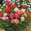 Geranium F2 Seeds - Super Hybrid Mix
