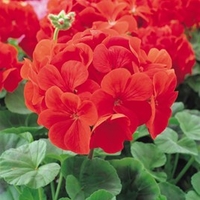 Geranium Flower Plants - Palladium Red