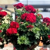 Geranium Great Balls of Fire Plants - Deep Red