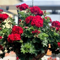 Geranium Great Balls of Fire Plants - Deep Red