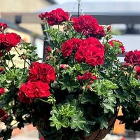 Geranium Great Balls of Fire Plants - Deep Red