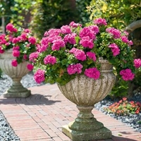 Geranium Great Balls of Fire Plants - Pink
