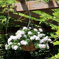 Geranium Great Balls of Fire Plants - White