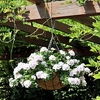 Geranium Great Balls of Fire Plants - White