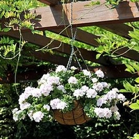 Geranium Great Balls of Fire Plants - White