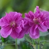 Geranium hymalayense Plant - Birch Double