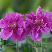 Geranium hymalayense Plant - Birch Double