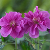 Geranium hymalayense Plant - Birch Double