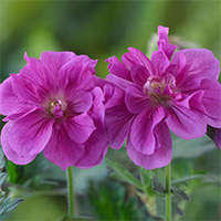 Geranium hymalayense Plant - Birch Double