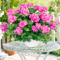 Geranium Mexica Plants - Collection