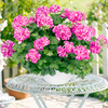 Geranium Mexica Plants - Collection