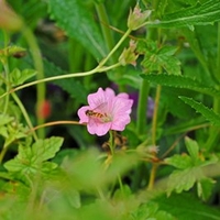 Geranium oxonianum Wargrave Pink