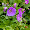 Geranium Plant - Azure Rush