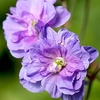 Geranium Plant - Azure Skies