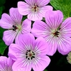 Geranium Plant - Bloomtime