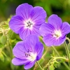 Geranium Plant - Brookside