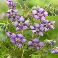 Geranium Plant - Censation Kora
