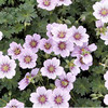 Geranium Plant - cinereum Rothbury Gem